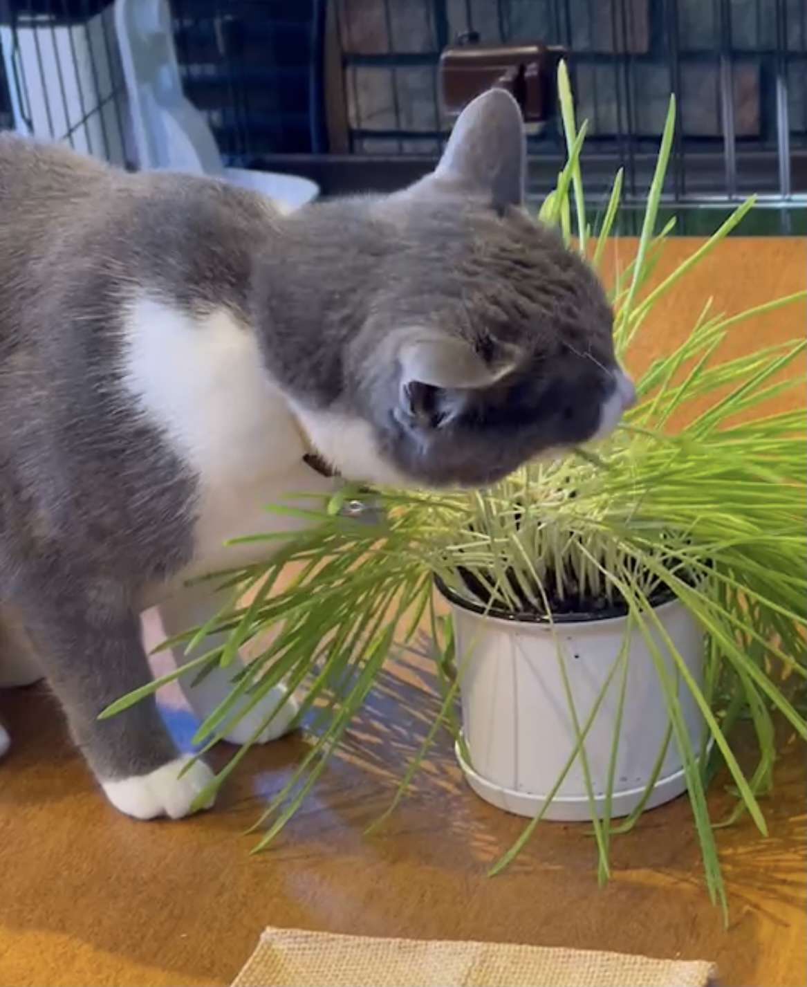 猫が草を食べる画像