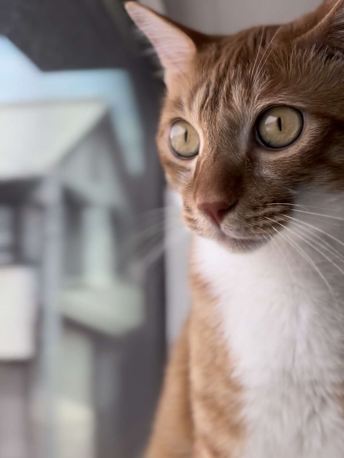 あついニャ～！