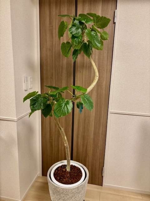 家族のような存在が増えました🪴✨