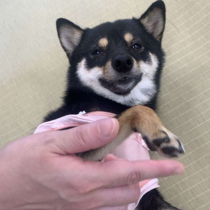 あざとくて何がわるい