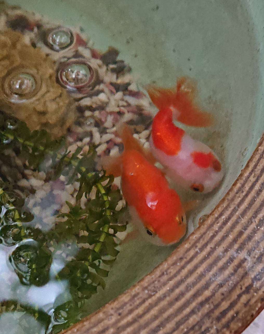 我が家の金魚たち♡