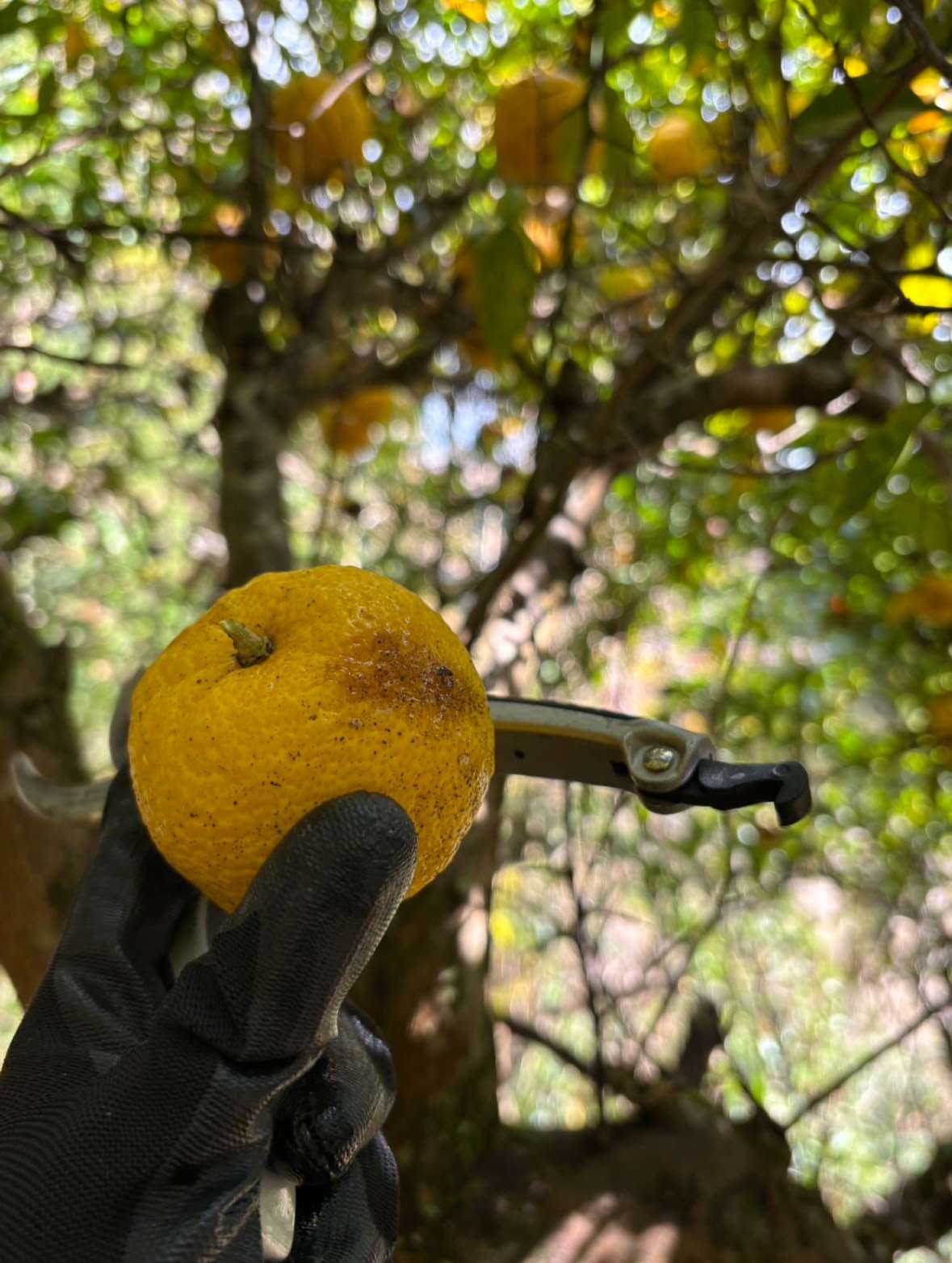 ゆず狩りでリフレッシュしてきました