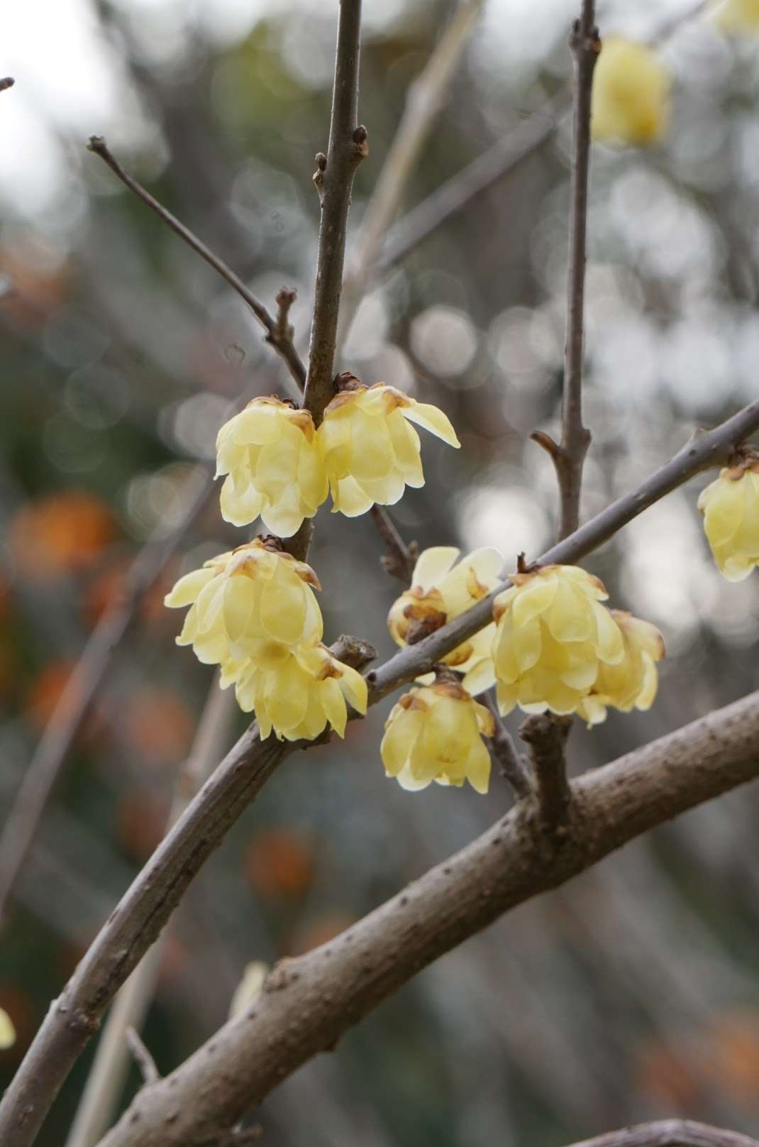 梅のつぼみと蝋梅の春のきらめき♡