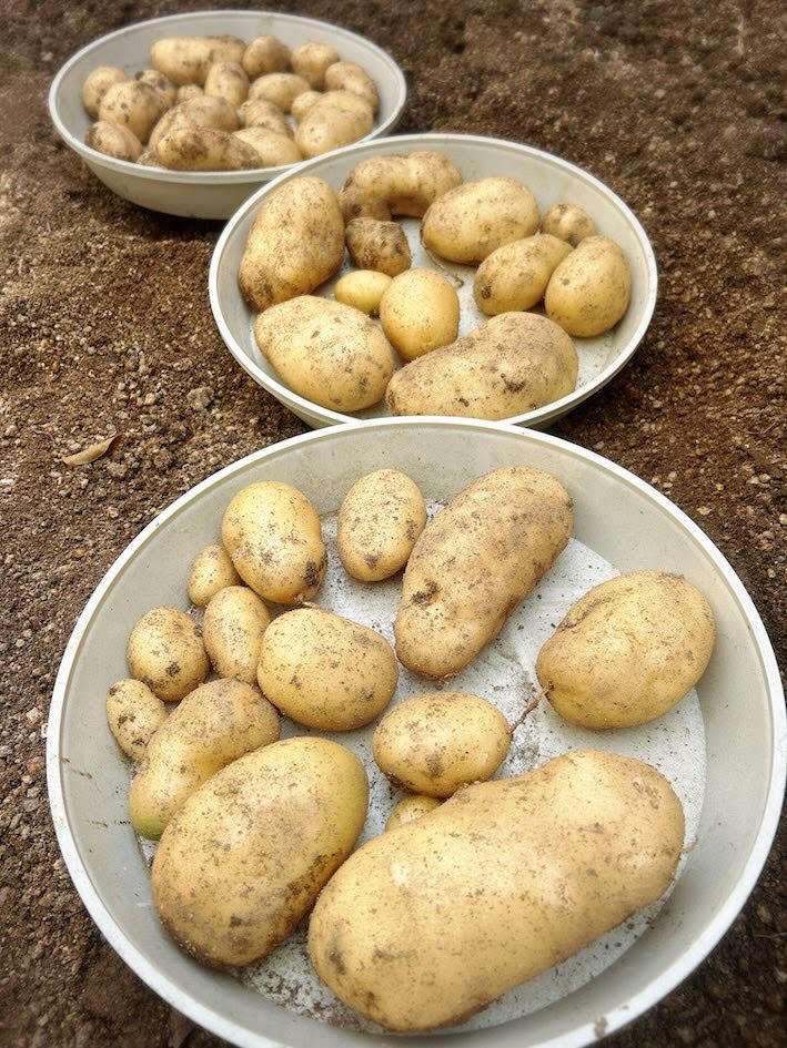 秋じゃがいも収穫しました♪